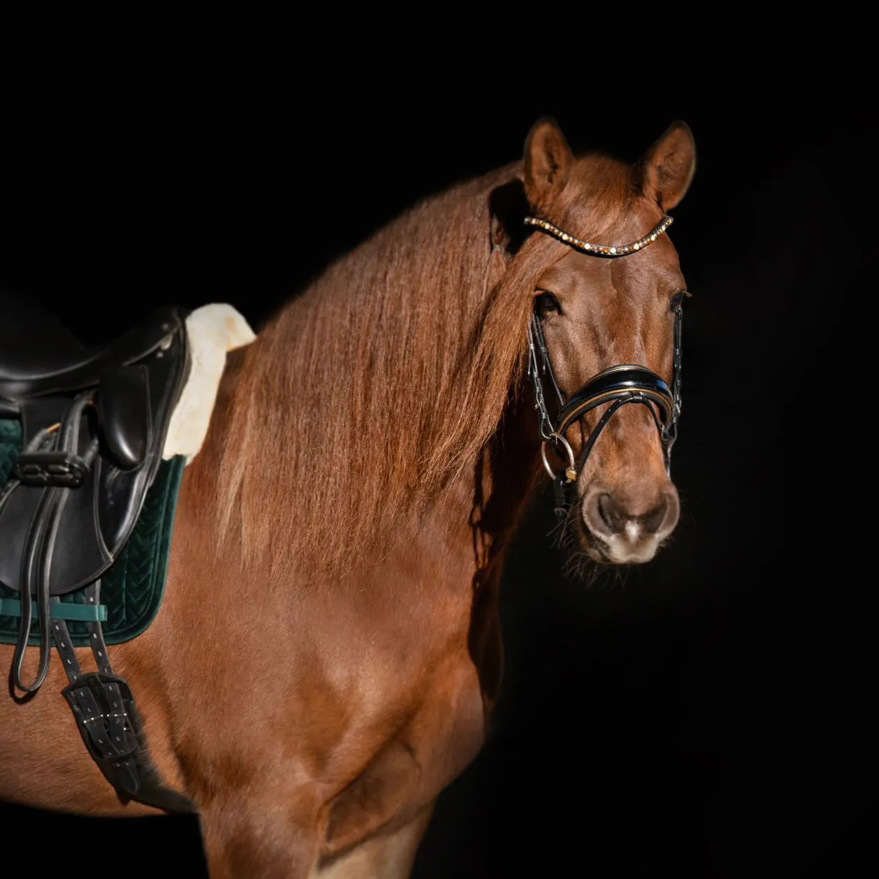 Geneva - Black Patent Snaffle Bridle with Metallic Gold Piping