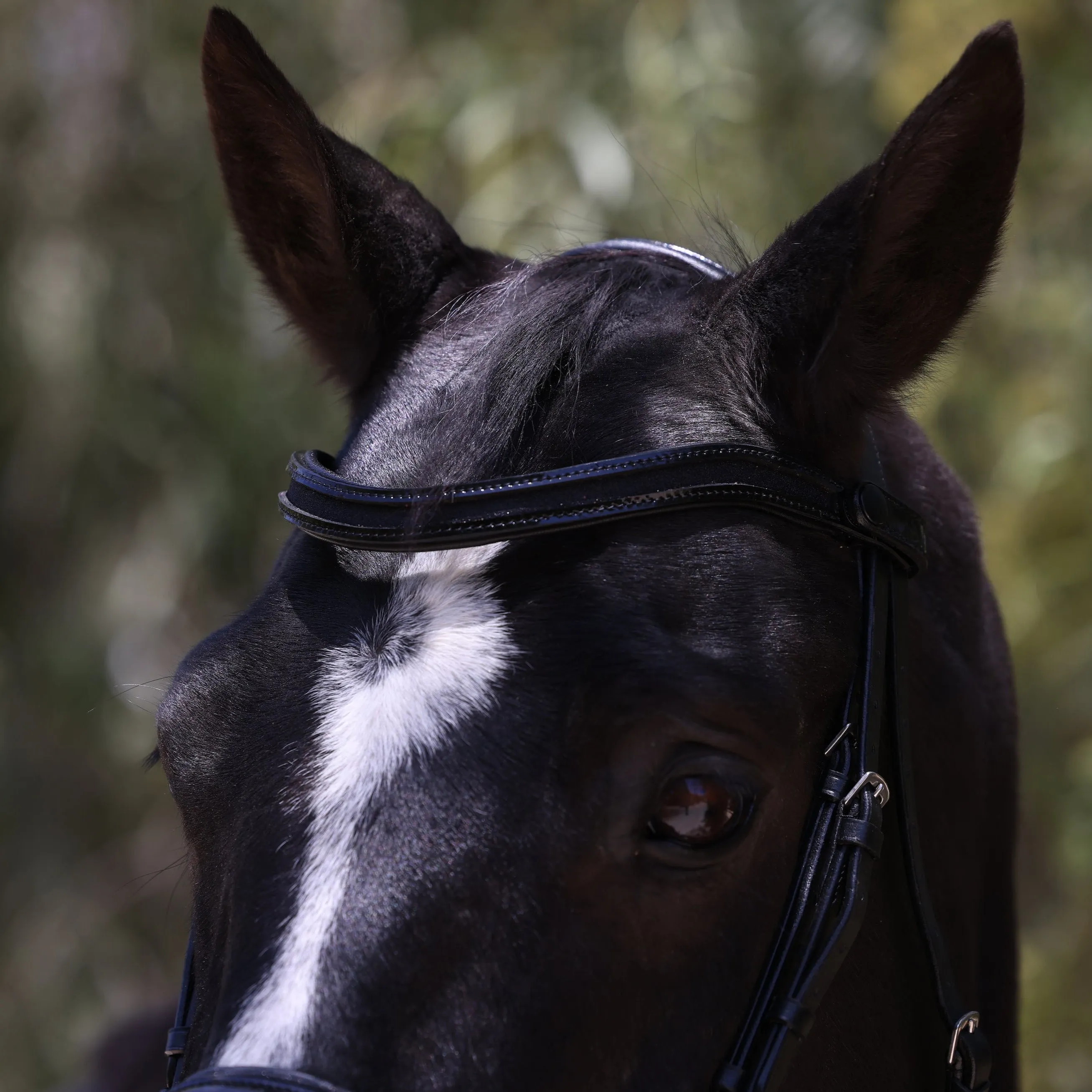 Natalia Black Patent Snaffle Bridle - Black Shimmer