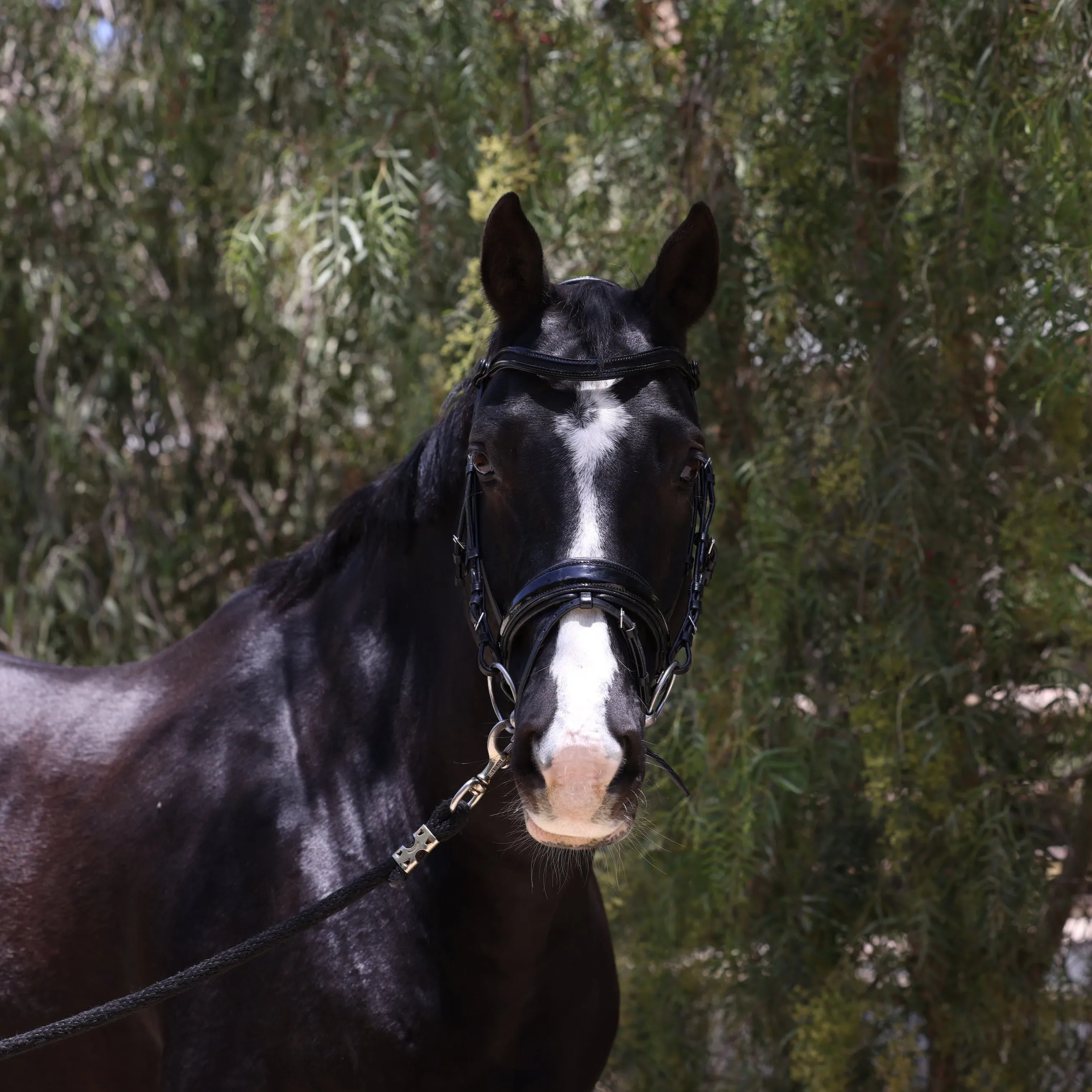 Natalia Black Patent Snaffle Bridle - Black Shimmer