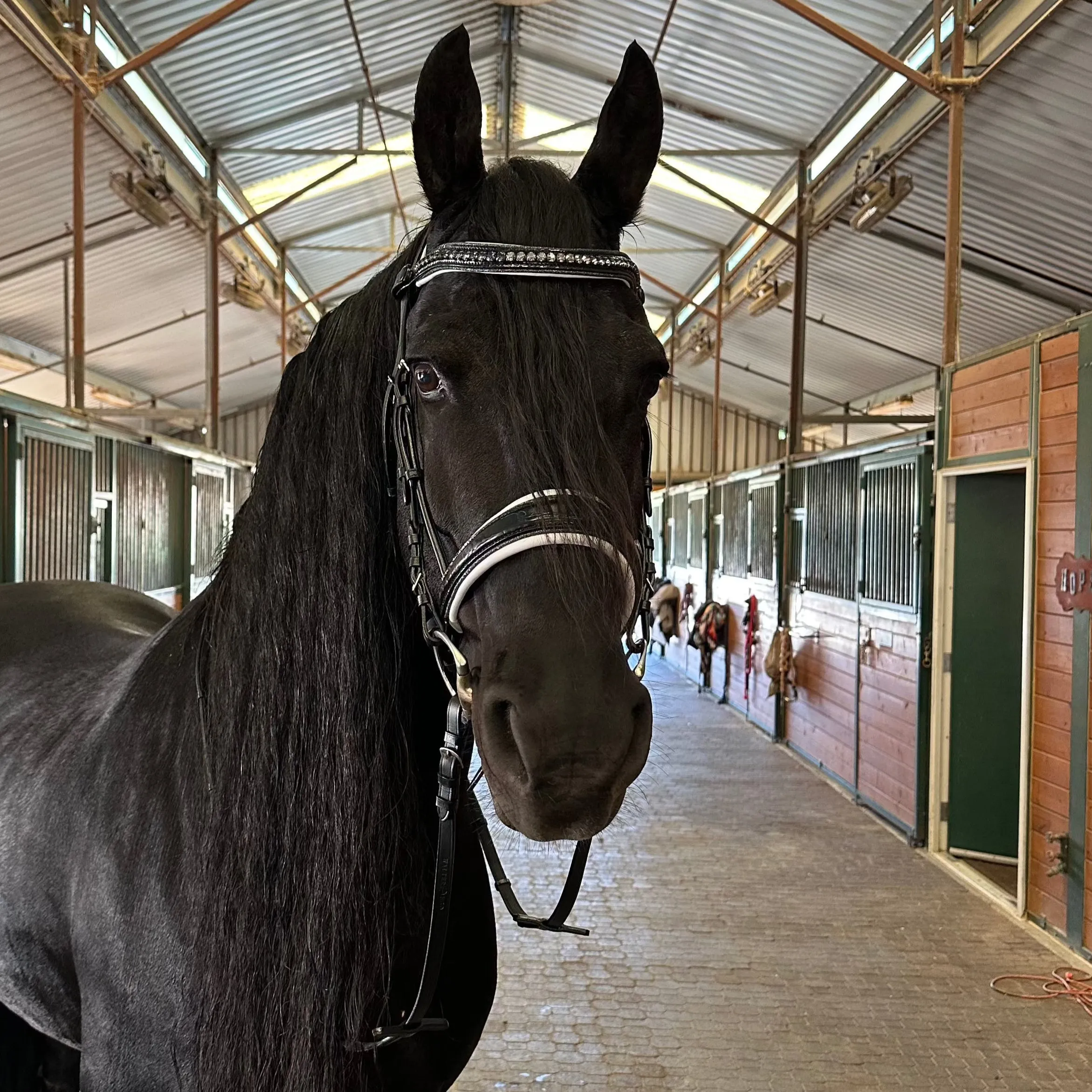 The Harlow Black Patent Snaffle Bridle with Removable Flash!