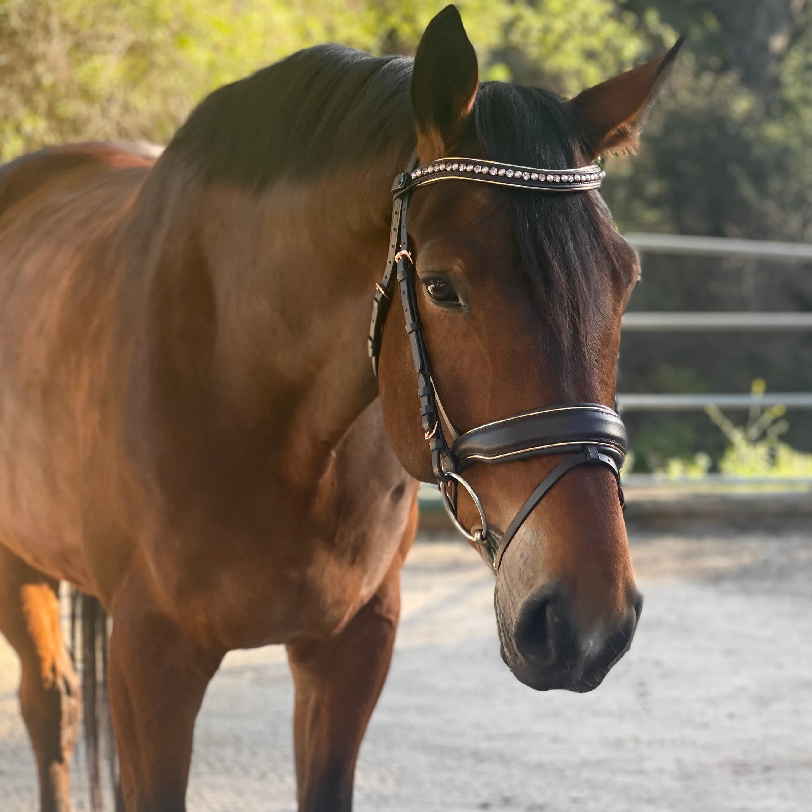 The "Carmel" Brown Leather Anatomical Snaffle Bridle