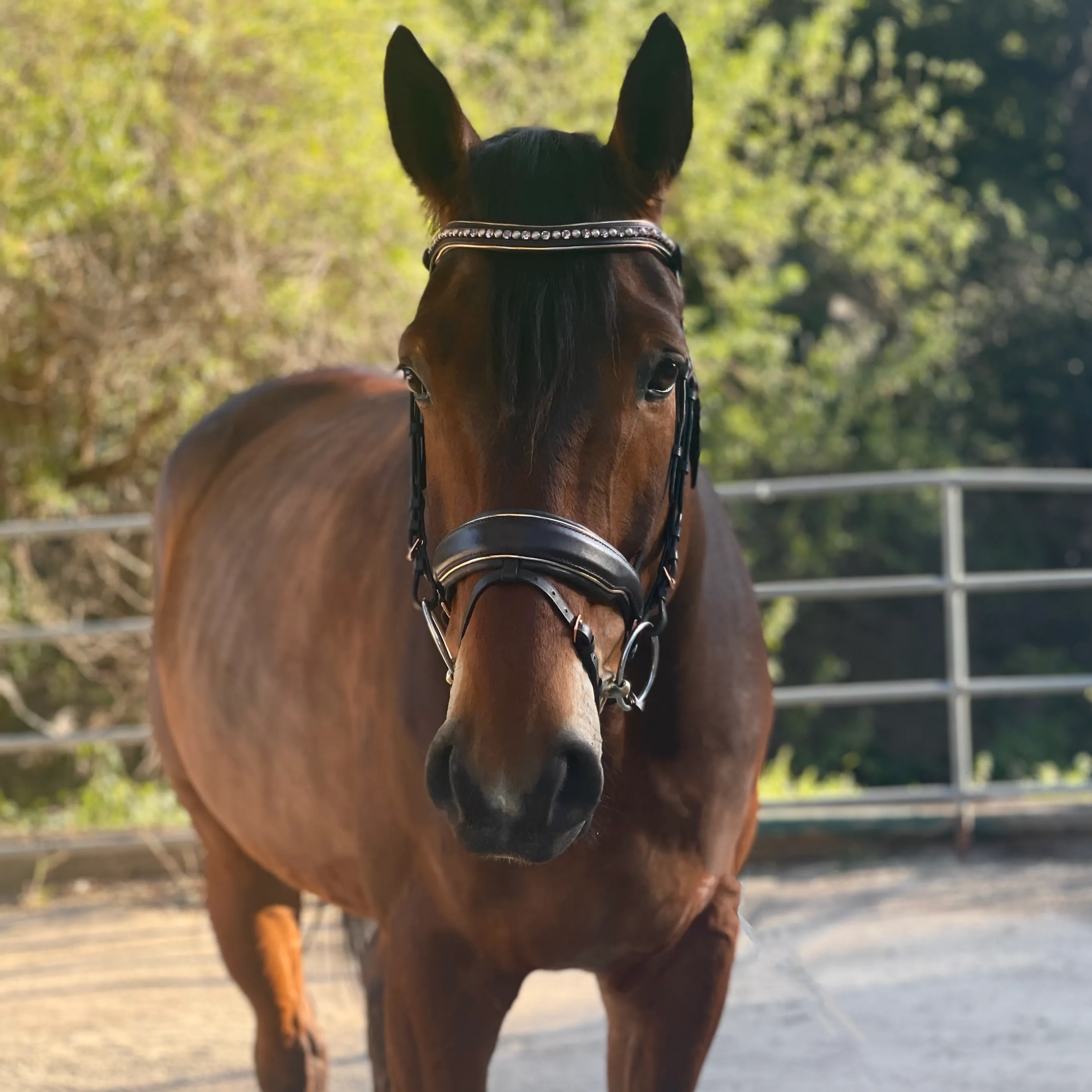 The "Carmel" Brown Leather Anatomical Snaffle Bridle